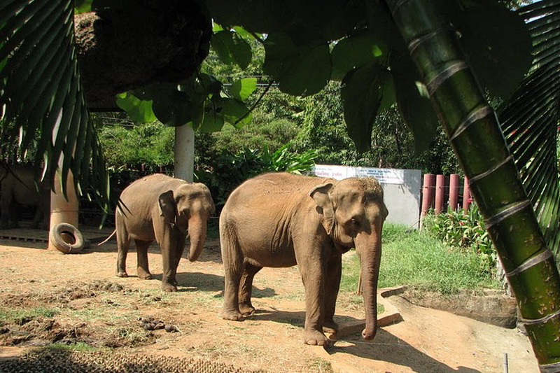 Thailand, Bangkok, Dusit Zoo